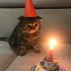 sadcat666